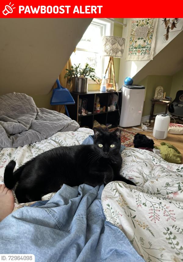 Lost Female Cat last seen Near heights park, Beaconsfield, QC H9W