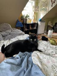 Lost Female Cat last seen Near heights park, Beaconsfield, QC H9W