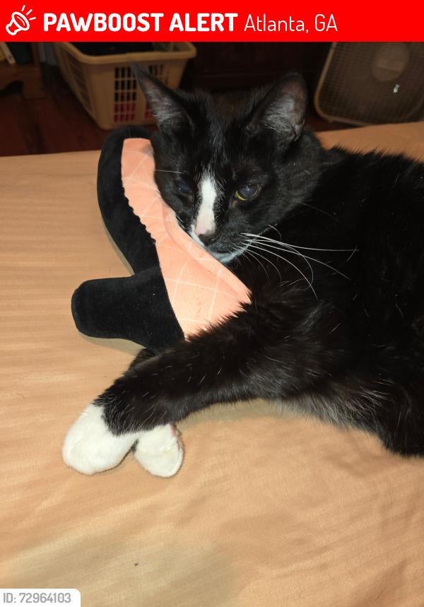 Lost Female Cat last seen Vernon Ave, Atlanta, GA 30316