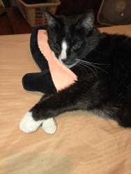 Lost Female Cat last seen Vernon Ave, Atlanta, GA 30316