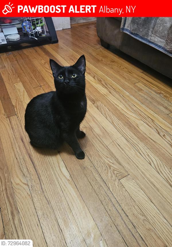 Lost Male Cat last seen W Lawrence , Albany, NY 12203