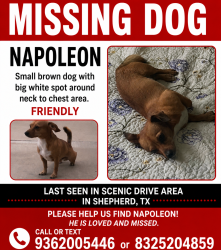 Lost Male Dog last seen Near scenic drive shepherd tx, Shepherd, TX 77371