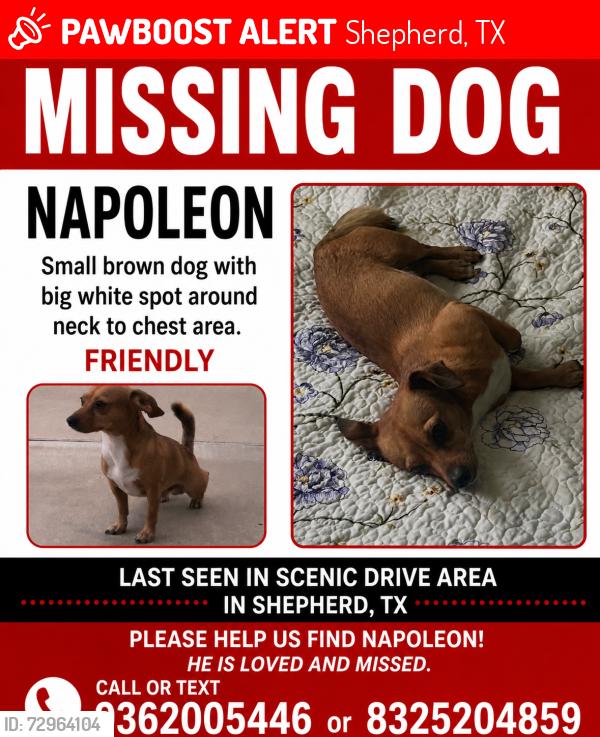 Lost Male Dog last seen Near scenic drive shepherd tx, Shepherd, TX 77371