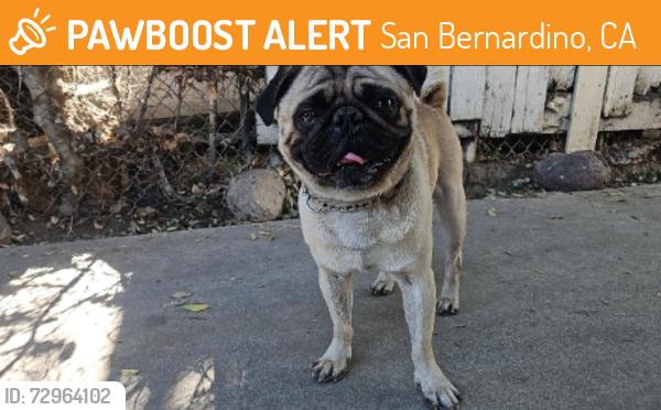 Found/Stray Male Dog last seen W 13th st and H st behind Riley college prep academy , San Bernardino, CA 92405