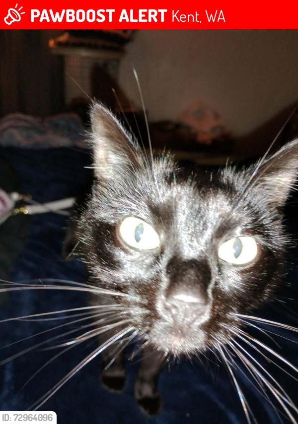 Lost Female Cat last seen Near s 248th st, Kent, WA 98030