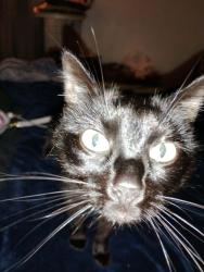 Lost Female Cat last seen Near s 248th st, Kent, WA 98030