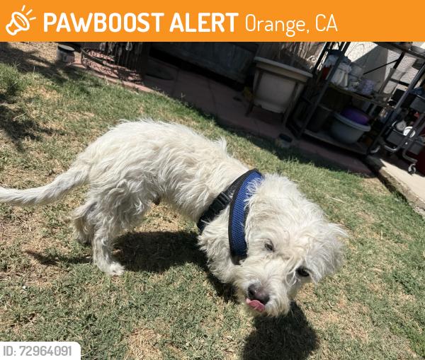 Found/Stray Male Dog last seen Near City Blvd W Orange, CA  92868 United States, Orange, CA 92868