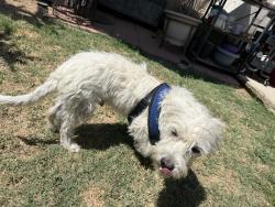 Found/Stray Male Dog last seen Near City Blvd W Orange, CA  92868 United States, Orange, CA 92868