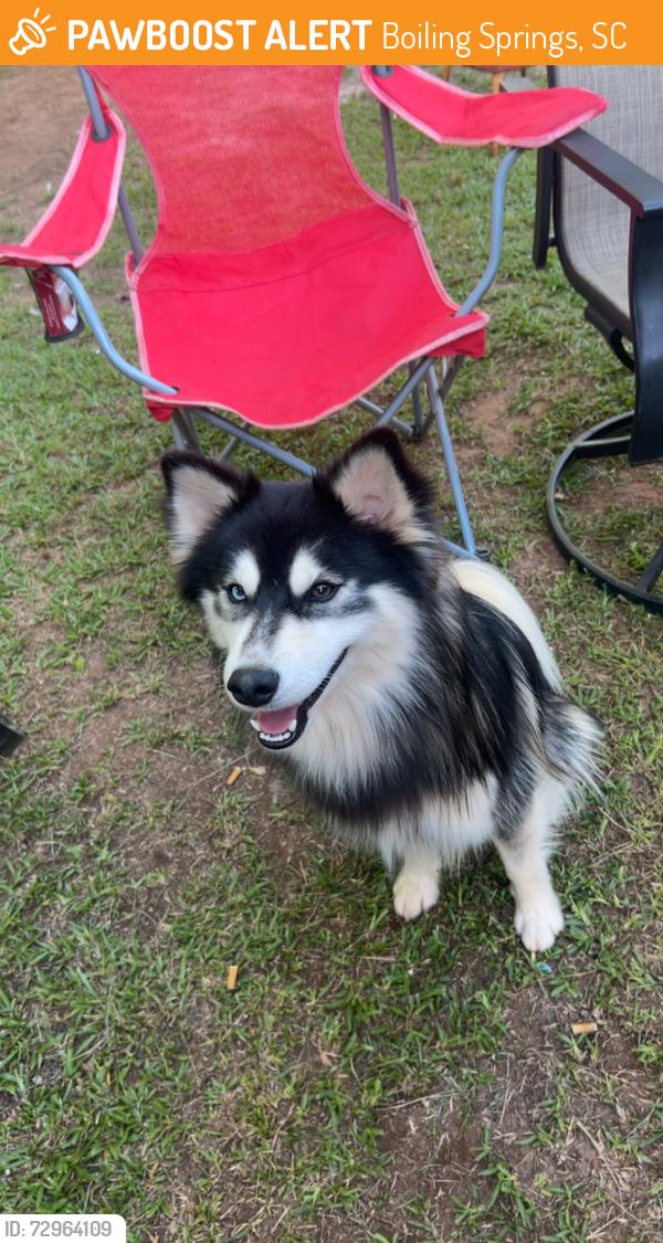 Found/Stray Male Dog last seen Boiling springs sc , Boiling Springs, SC 29316