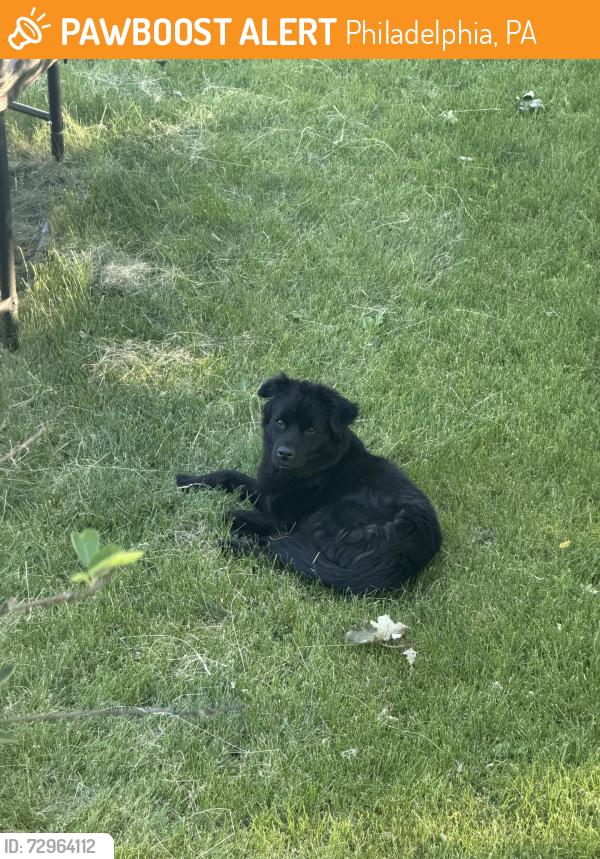 Found/Stray Female Dog last seen By sunoco ashton, Philadelphia, PA 19152
