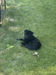 Found/Stray Female Dog last seen By sunoco ashton, Philadelphia, PA 19152
