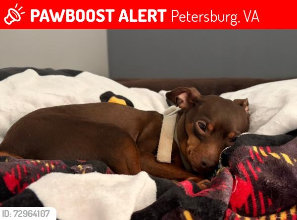 Lost Male Dog last seen Elko Rd, Petersburg, VA 23803