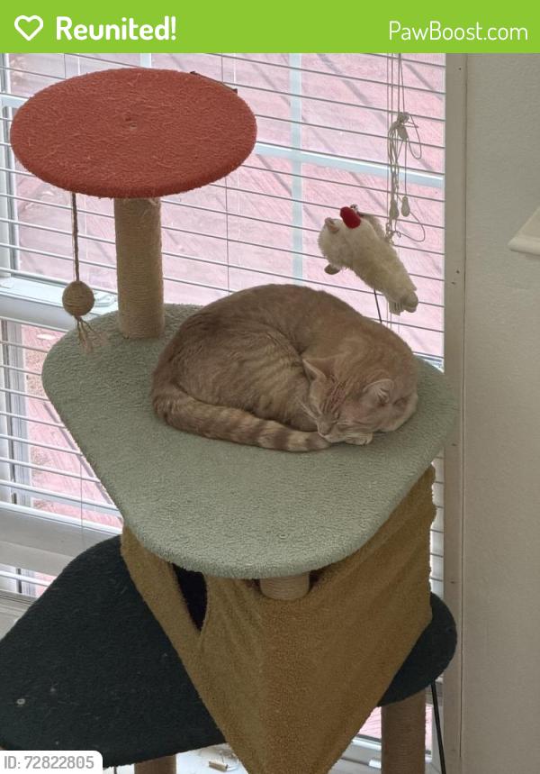 Reunited Male Cat last seen MacArthur and Cimarron, Irving, TX 75063
