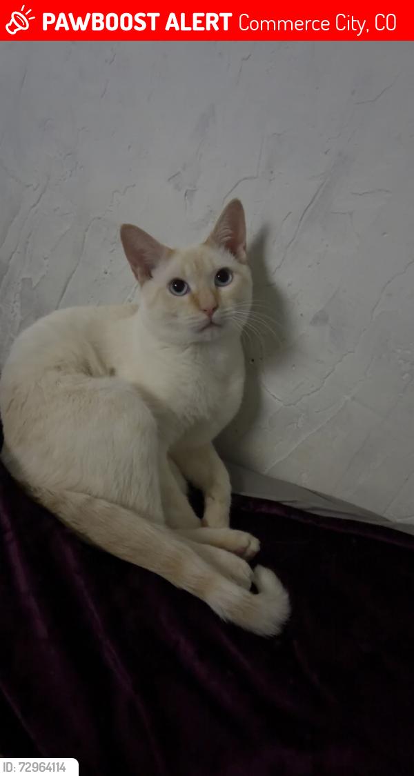 Lost Male Cat last seen 62nd and Quebec, Commerce City, CO 80022