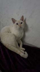 Lost Male Cat last seen 62nd and Quebec, Commerce City, CO 80022
