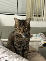 Lost Male Cat last seen 62nd Street, San Diego, CA 92115, USA, San Diego, CA 92115