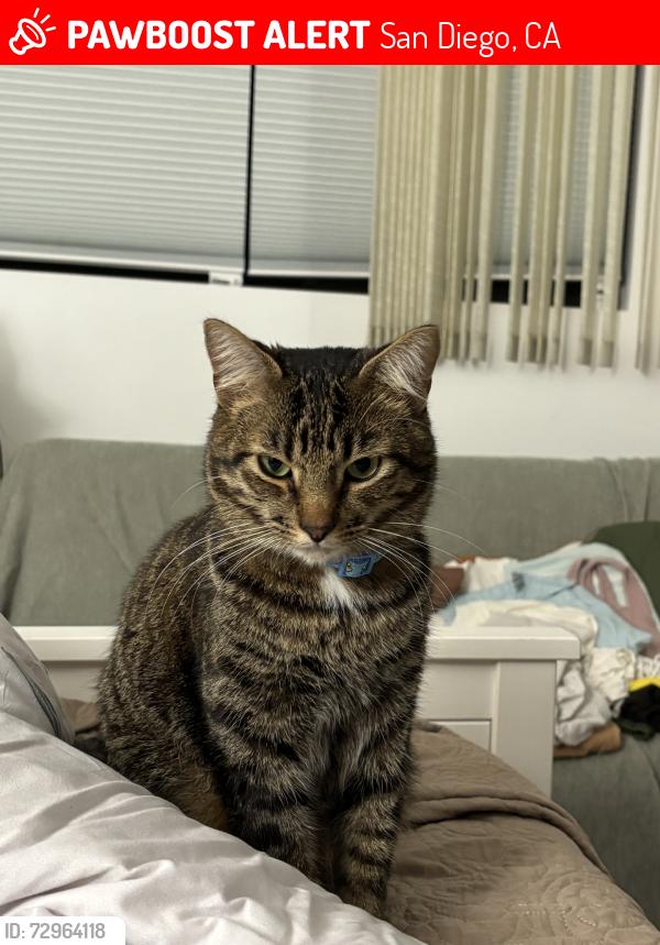 Lost Male Cat last seen 62nd Street, San Diego, CA 92115, USA, San Diego, CA 92115
