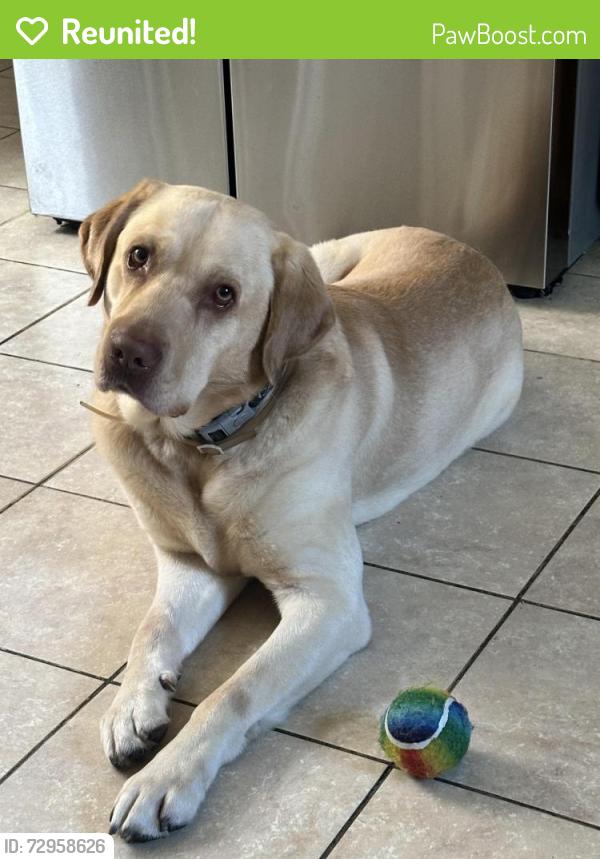 Reunited Male Dog last seen Wilkes-barre, Wilkes-Barre, PA 18701
