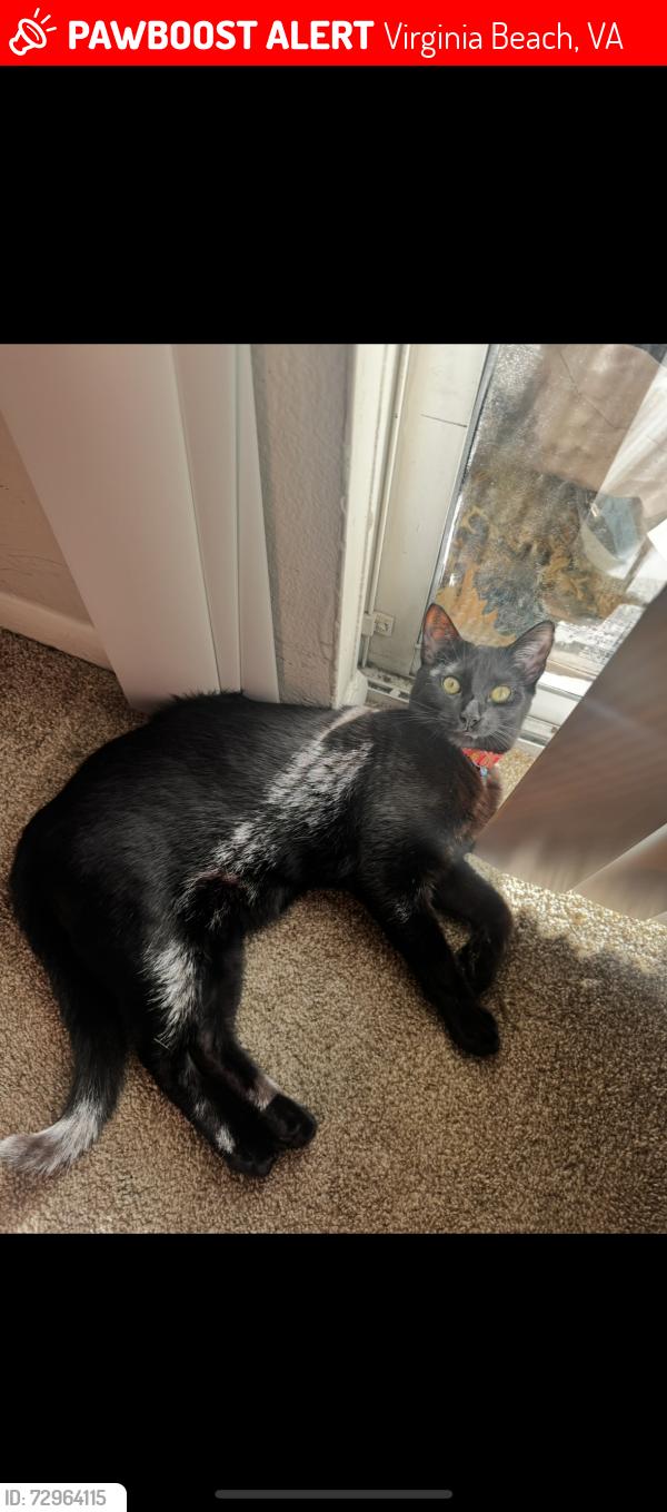 Lost Male Cat last seen All black large cat approx 10 months , Virginia Beach, VA 23452