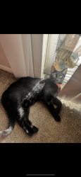 Lost Male Cat last seen All black large cat approx 10 months , Virginia Beach, VA 23452