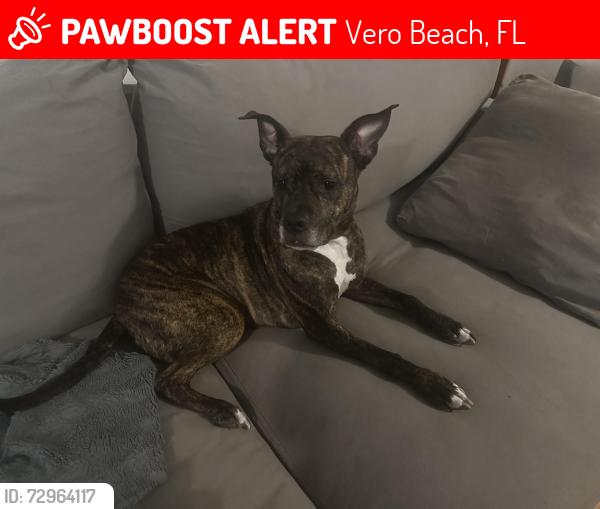 Lost Female Dog last seen Between 8th and 12th on 36th court , Vero Beach, FL 32960