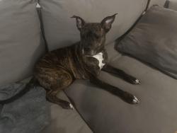 Lost Female Dog last seen Between 8th and 12th on 36th court , Vero Beach, FL 32960