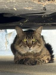 Found/Stray Unknown Cat last seen Olympic and Masselin , Los Angeles, CA 90036