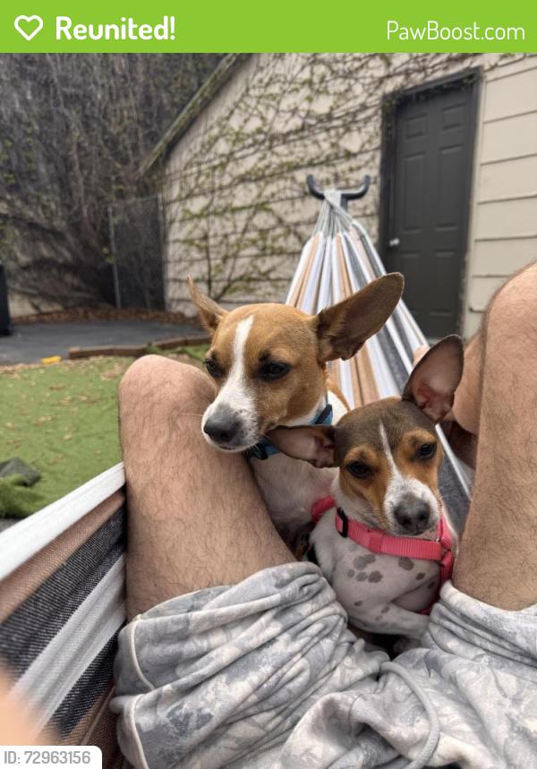 Reunited Female Dog last seen 95th street and 27th Avenue Milan, Illinois , Milan, IL 61264