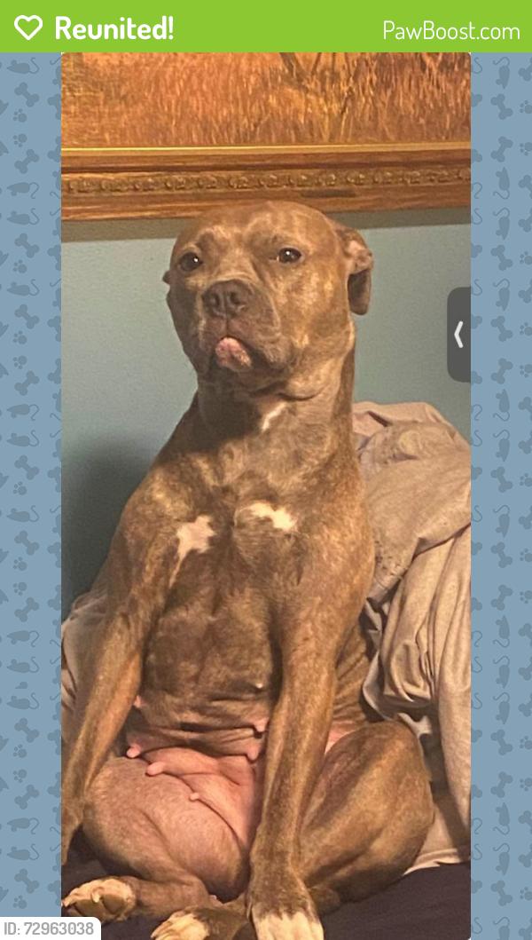 Reunited Female Dog last seen Shrewsbury at Worcester ma, Worcester, MA 01604