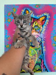 Shelter Stray Female Cat last seen Bexar County, New Braunfels, TX 78130