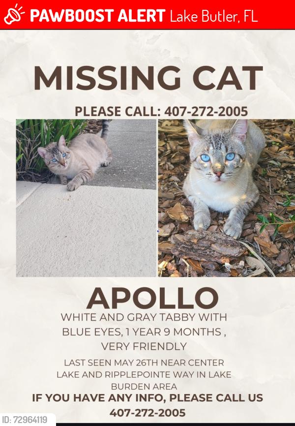Lost Male Cat last seen Center lake Dr and Ripplepointe Way, Lake Butler, FL 34786