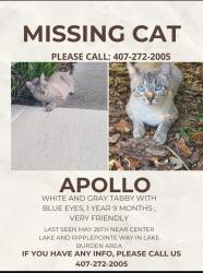 Lost Male Cat last seen Center lake Dr and Ripplepointe Way, Lake Butler, FL 34786