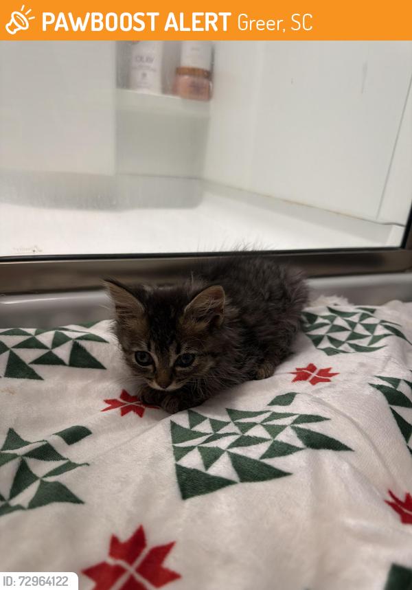 Found/Stray Unknown Cat last seen The Village Church, Greer, SC 29651