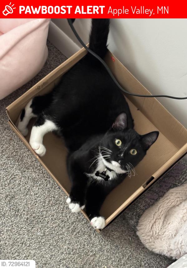 Lost Male Cat last seen Germane Avenue by the S, Apple Valley, MN 55124