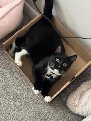 Lost Male Cat last seen Germane Avenue by the S, Apple Valley, MN 55124