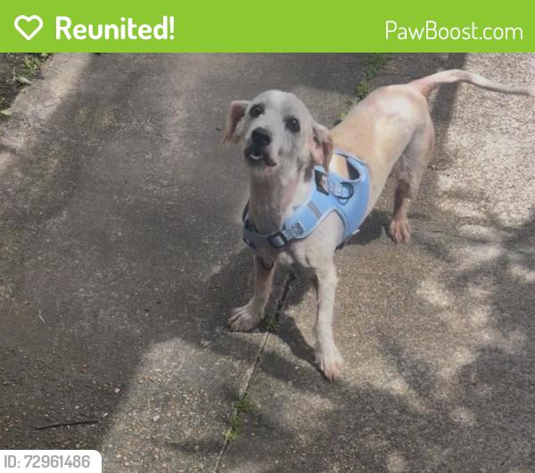 Reunited Female Dog last seen Near Ash Point Ln, Sugar Land, TX 77498, USA, Sugar Land, TX 77498
