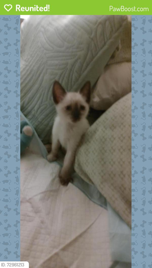 Reunited Female Cat last seen Runnel road, New Port Richey East, FL 34653