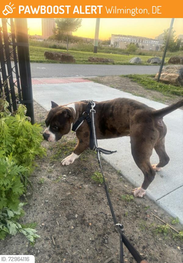 Found/Stray Male Dog last seen C Street and South Buttonwood Street , Wilmington, DE 19801