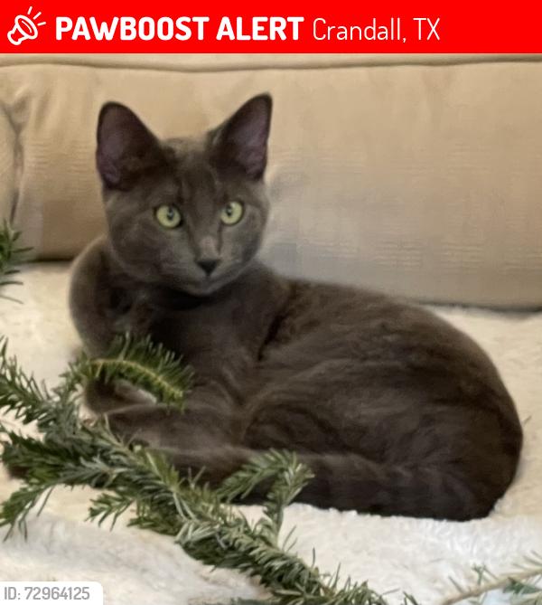 Lost Female Cat last seen Spay and neuter network, Crandall, TX 75114