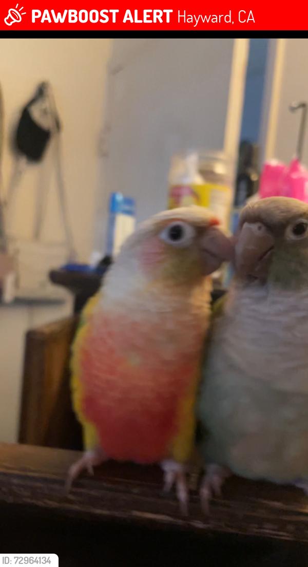 Lost Unknown Bird last seen Hayward, Hayward, CA 94541