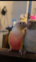 Lost Unknown Bird last seen Hayward, Hayward, CA 94541
