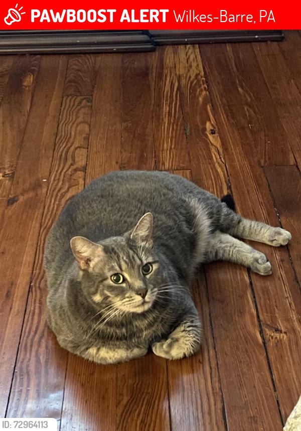 Lost Male Cat last seen Hazle street and Forrest street by angelos pizza, Wilkes-Barre, PA 18702