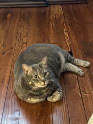 Lost Male Cat last seen Hazle street and Forrest street by angelos pizza, Wilkes-Barre, PA 18702