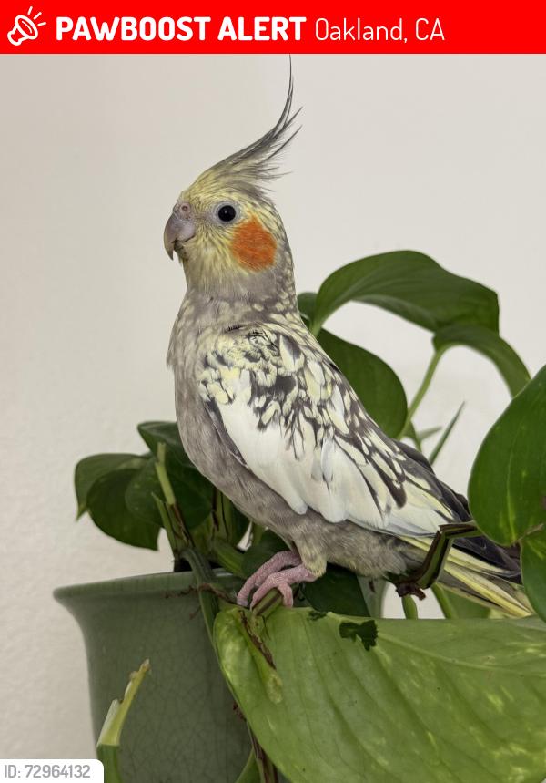 Lost Unknown Bird last seen Near Brookdale Ave , Oakland, CA 94601