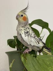 Lost Unknown Bird last seen Near Brookdale Ave , Oakland, CA 94601
