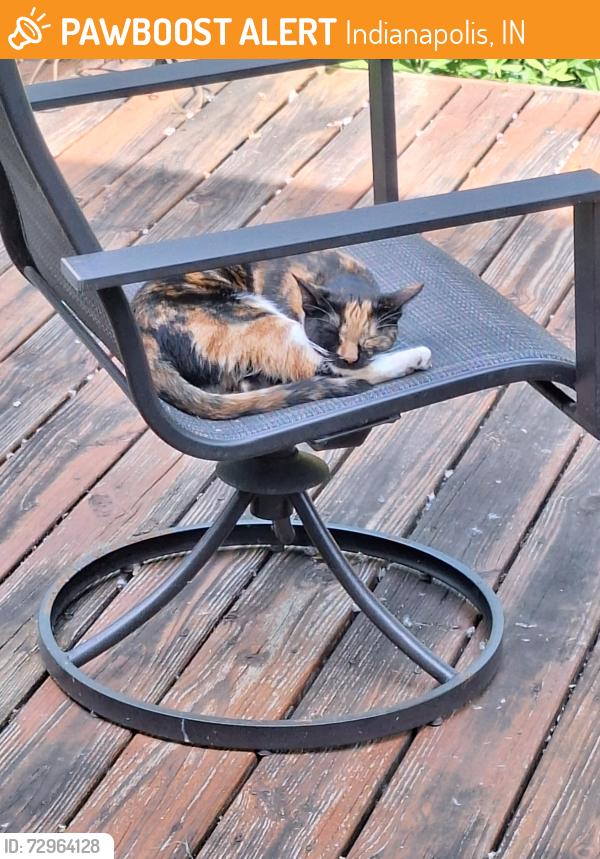 Found/Stray Female Cat last seen E. Washington/S. Mitthoeffer Rd, Indianapolis, IN 46229