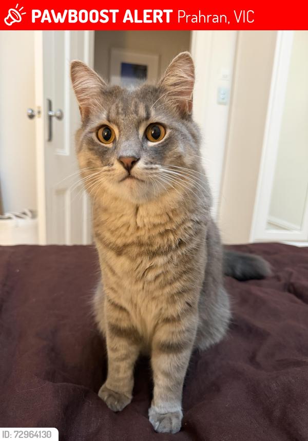 Lost Male Cat last seen Hawksburn Hugh Street, Prahran, VIC 3181