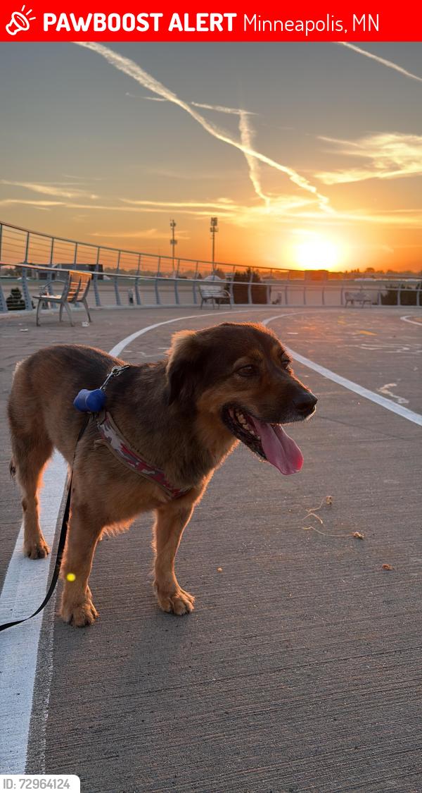 Lost Male Dog last seen Near Portland Ave S, Minneapolis, MN 55407