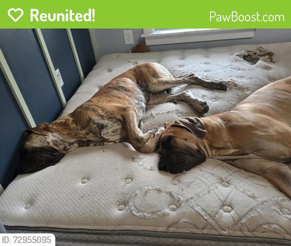 Reunited Male Dog last seen Near Kenly, NC, Kenly, NC 27542