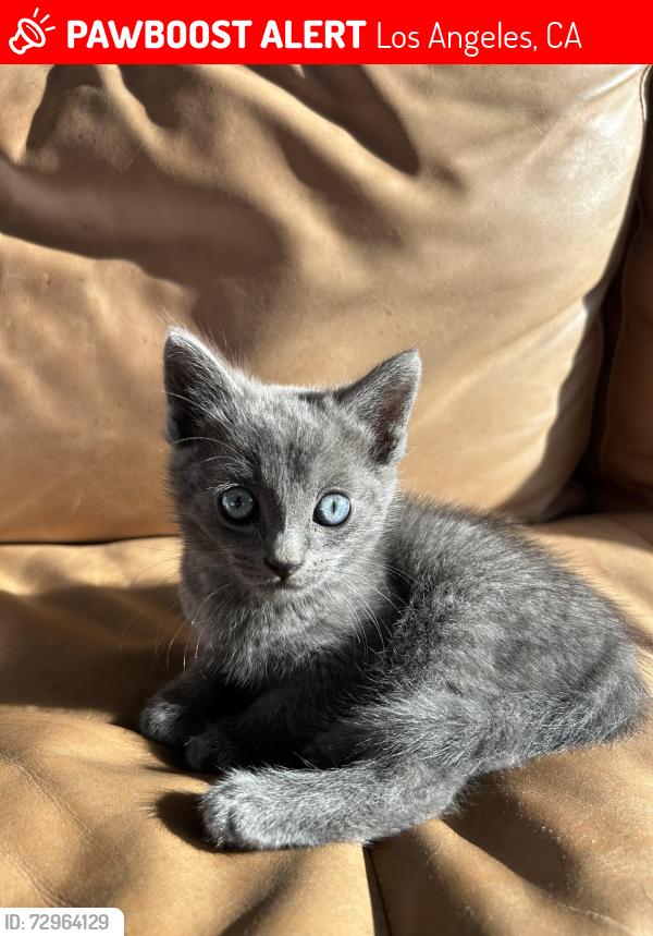 Lost Male Cat last seen 41st st and 3rd Ave Leimert Park, Los Angeles, CA 90008